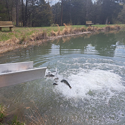 FishStocking-sq-500.jpg